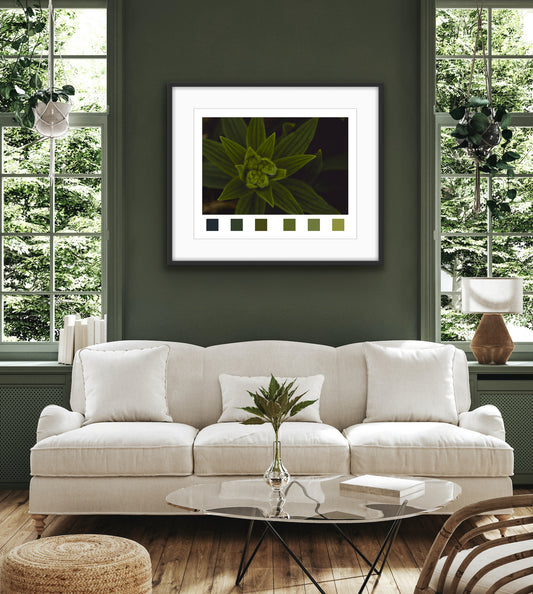 Giclée - Colorado Weed