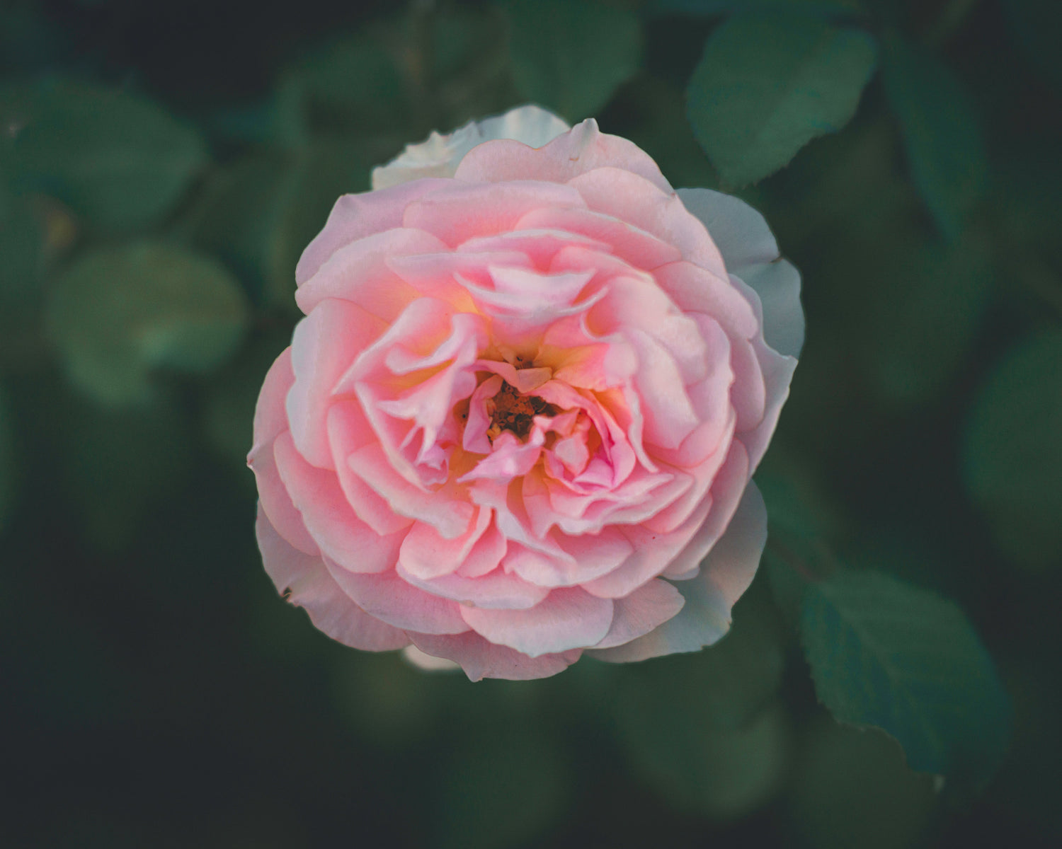 Pinks