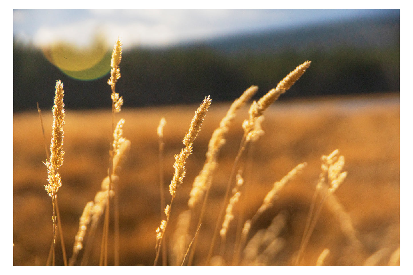 Desert Grass