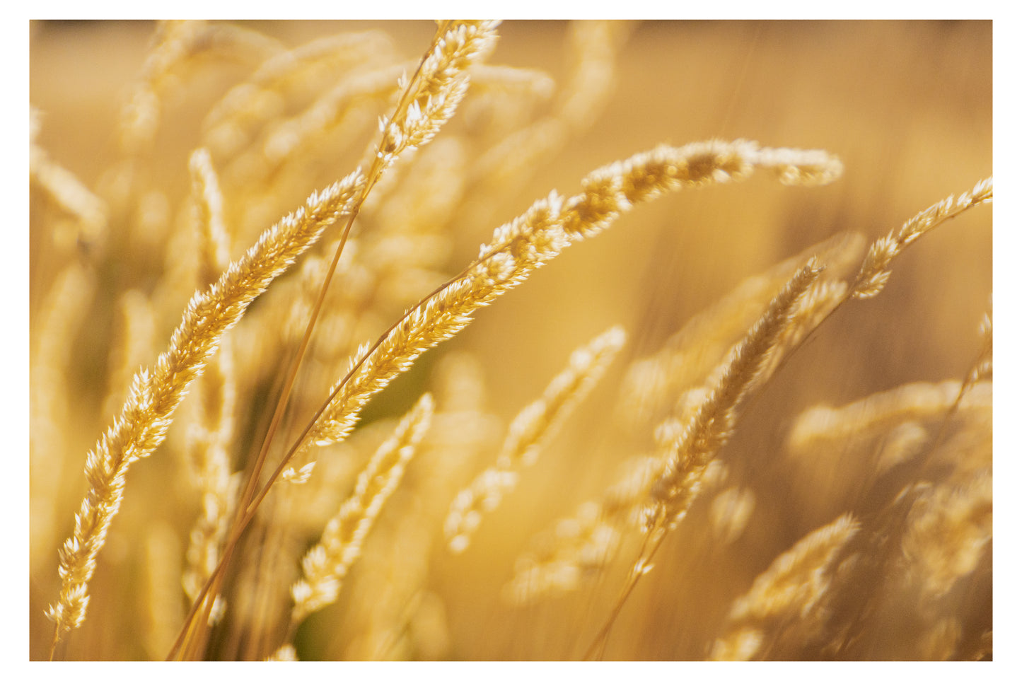 Desert Grass