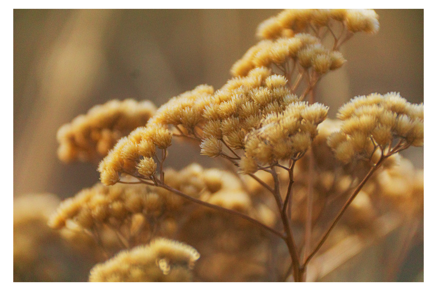 Desert Grass