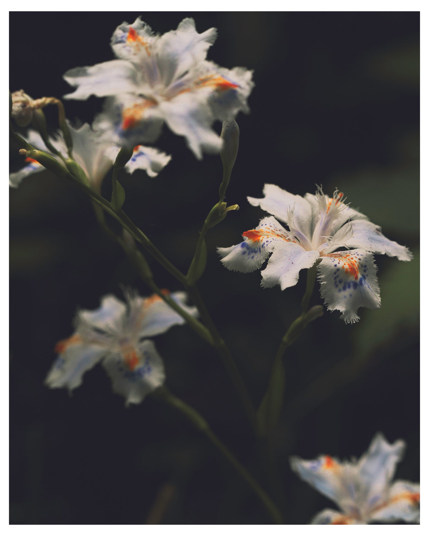 Fringed Iris