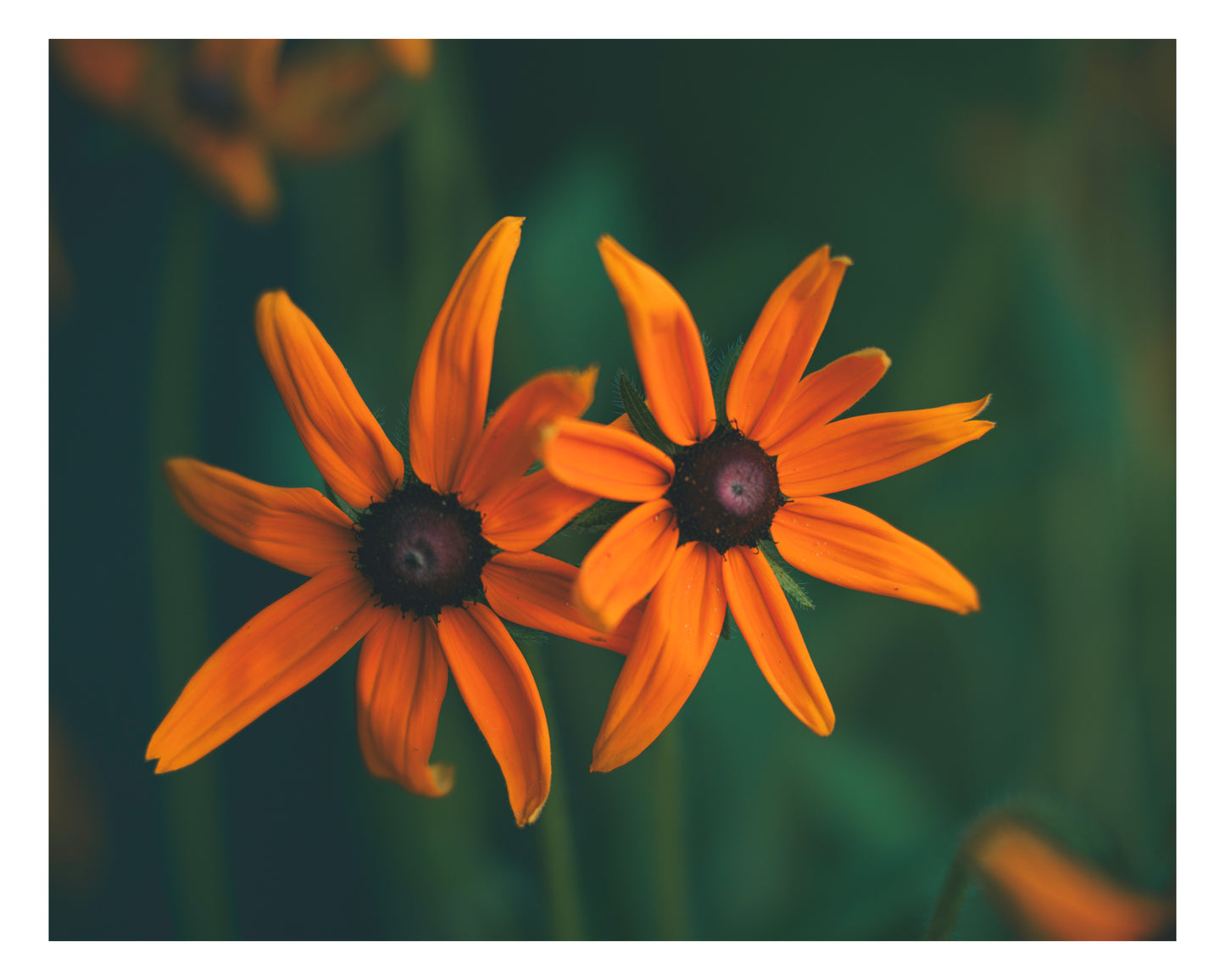 Rudbeckia