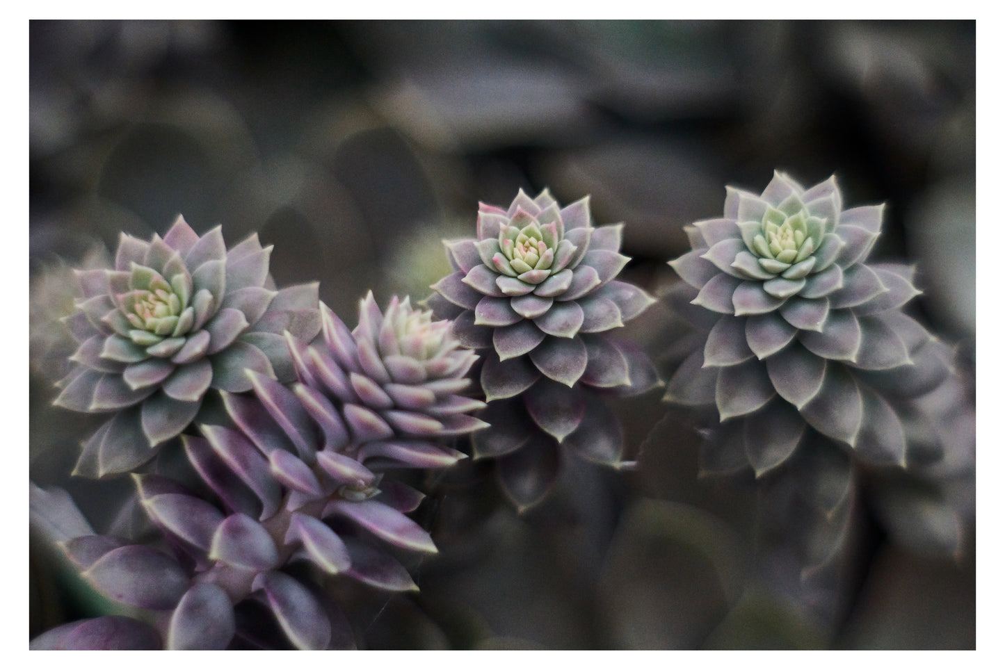 So Succulent