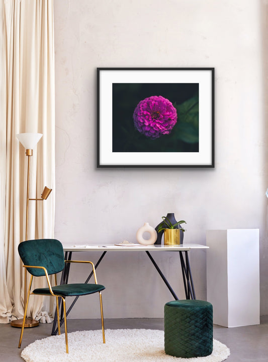 Zinnia 2