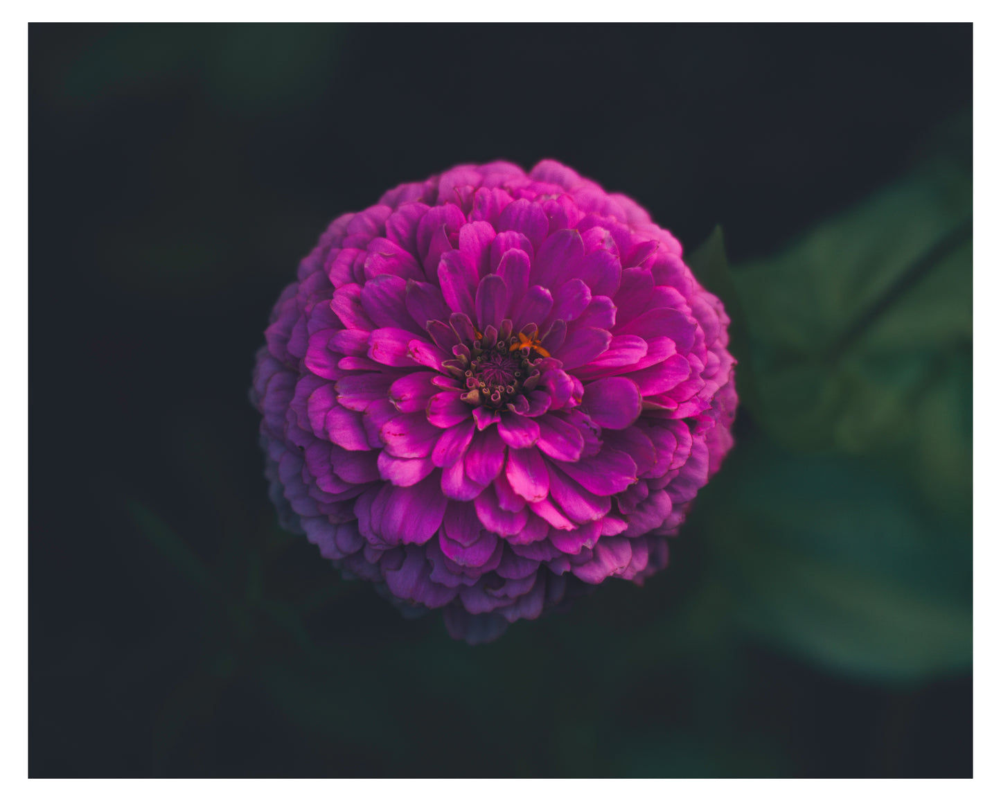 Zinnia 2