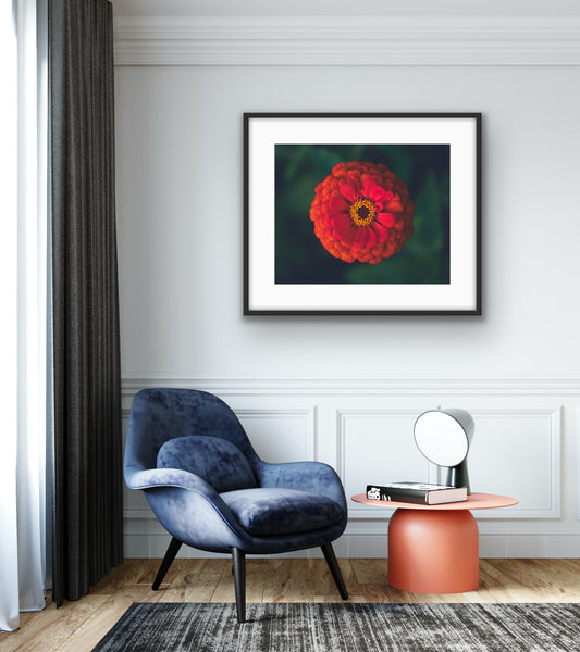 Zinnia 3
