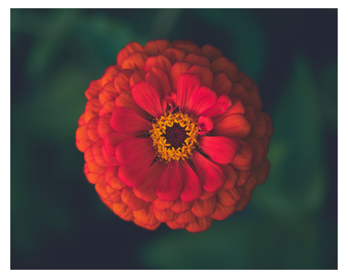 Zinnia 3