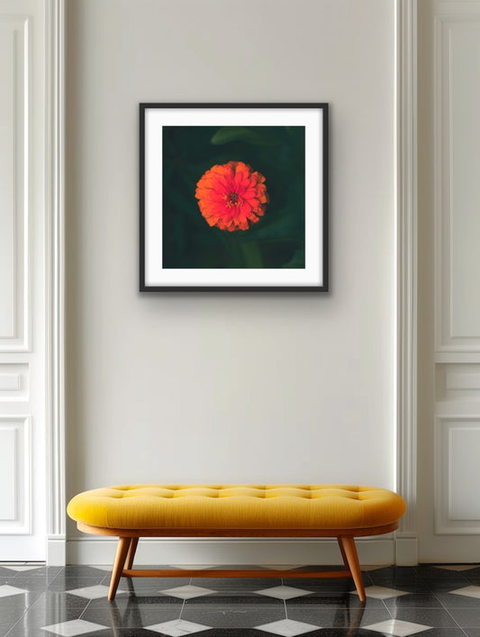 Zinnia