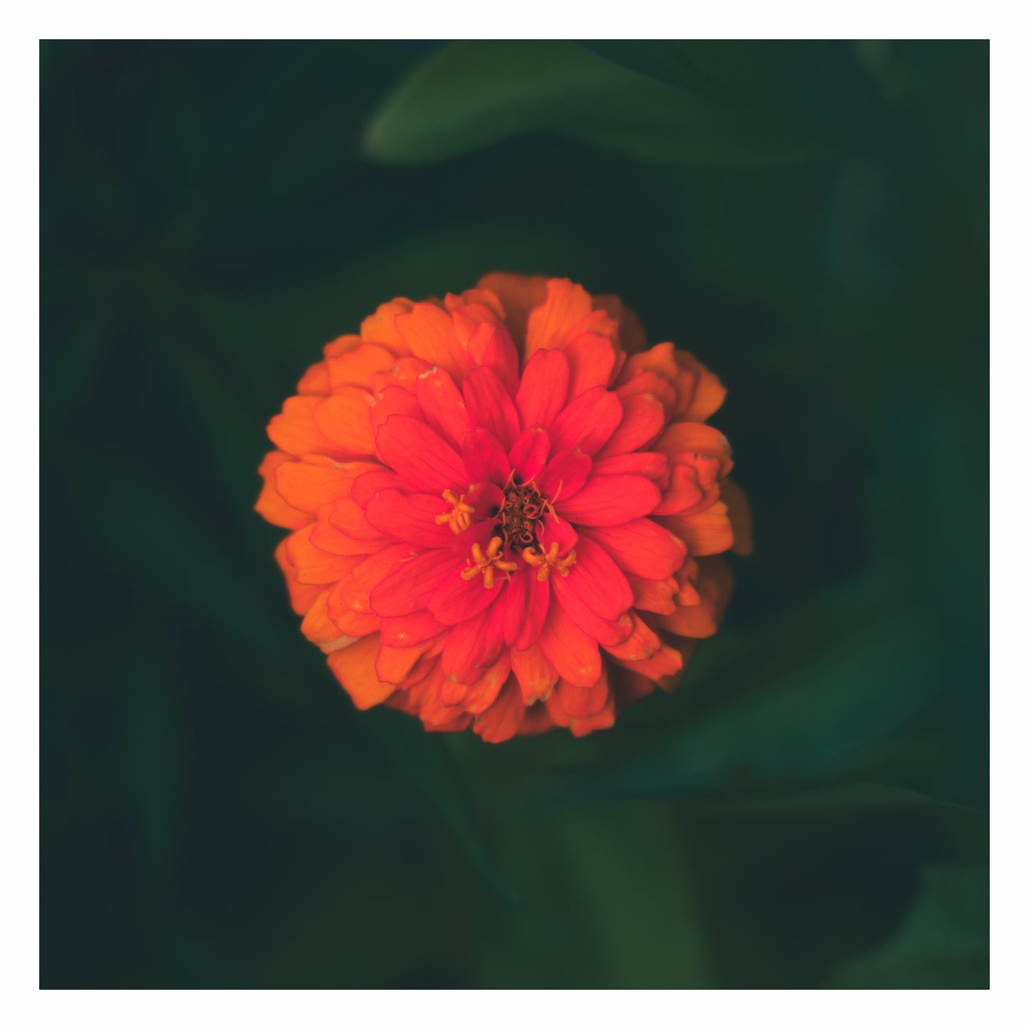 Zinnia