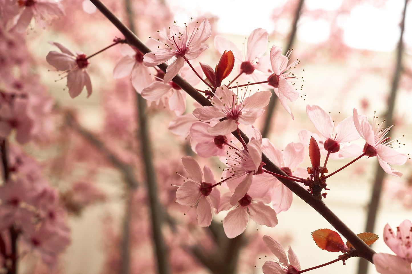 Blossom