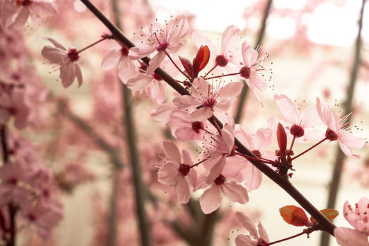 Blossom