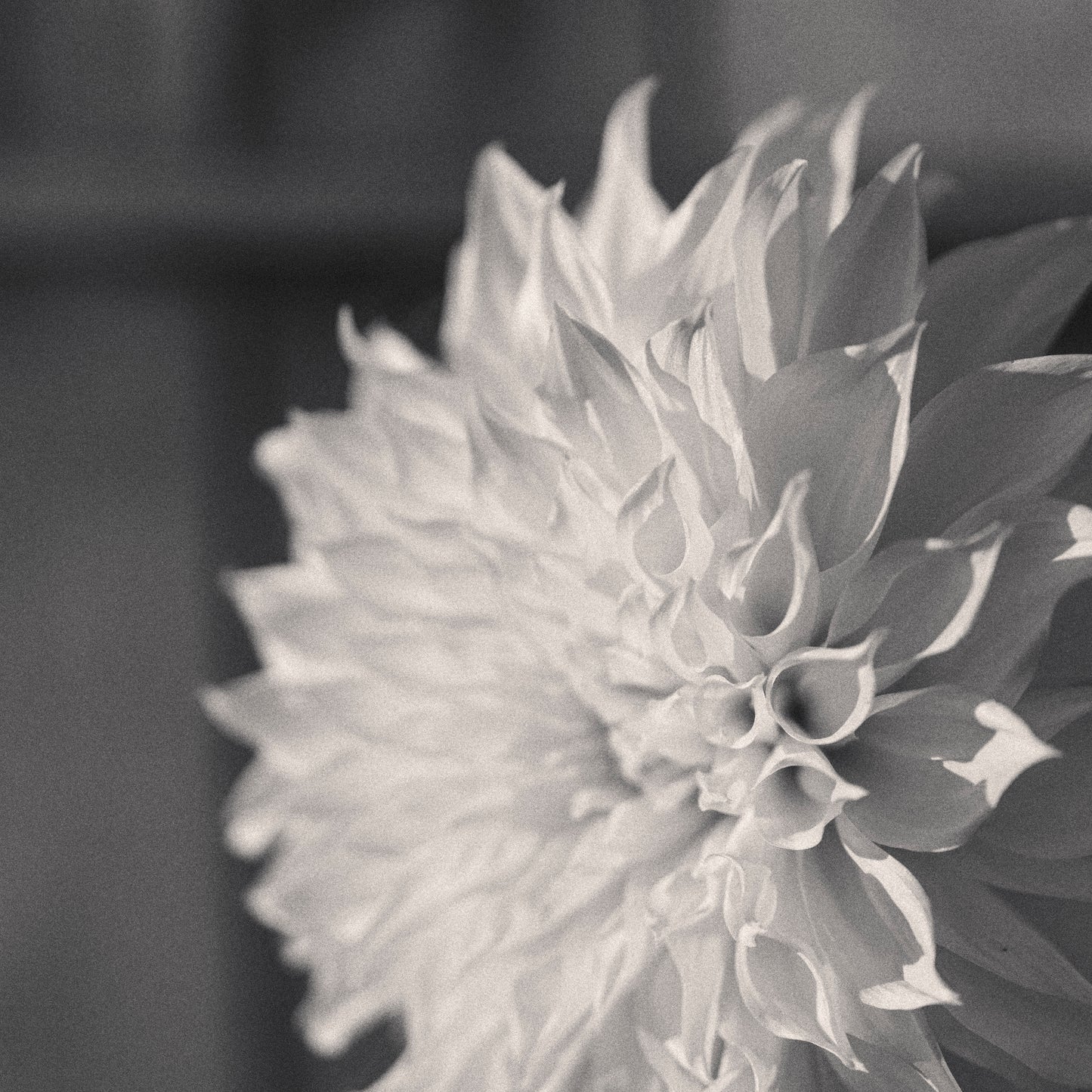 Dahlia Love