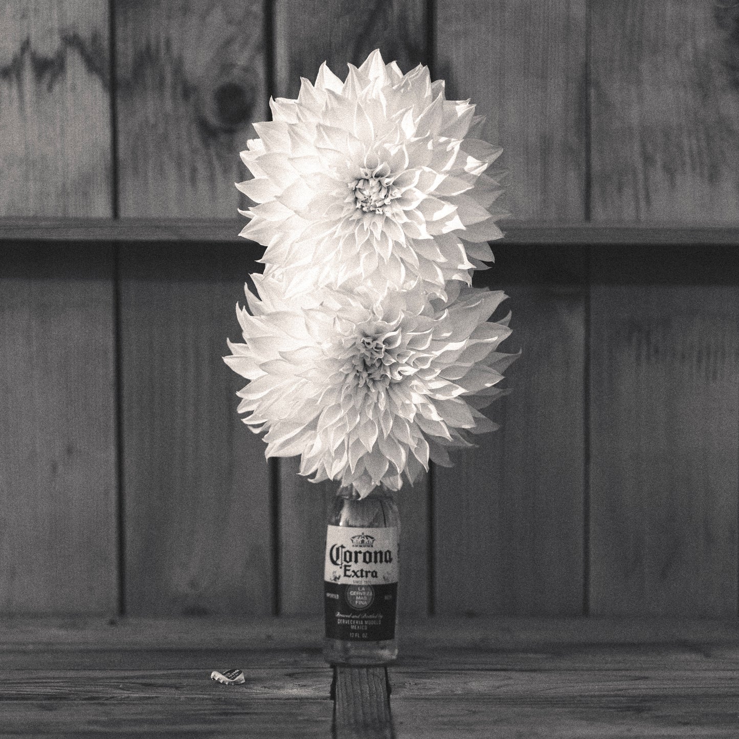 Dahlia Love
