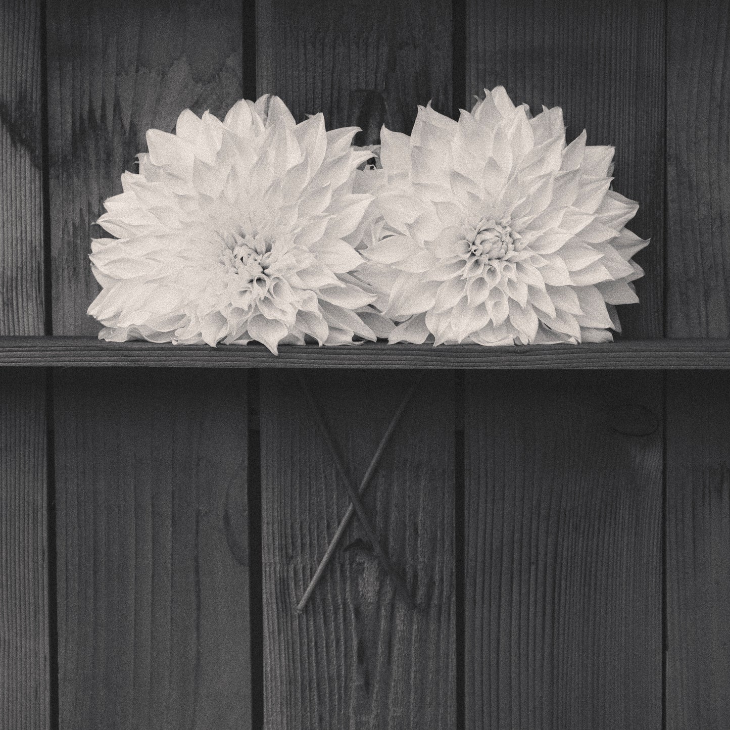 Dahlia Love
