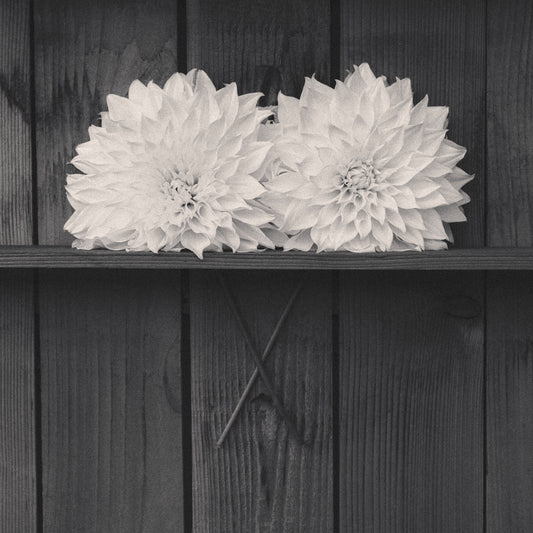 Dahlia Love