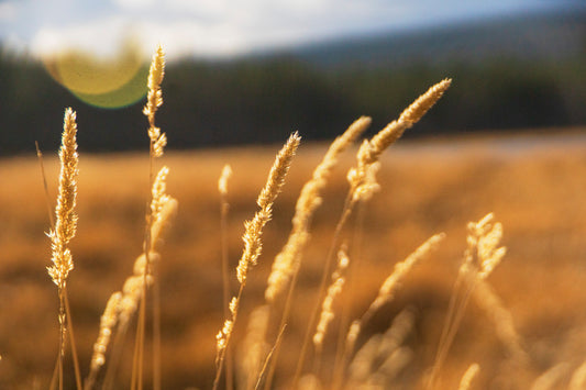 Desert Grass