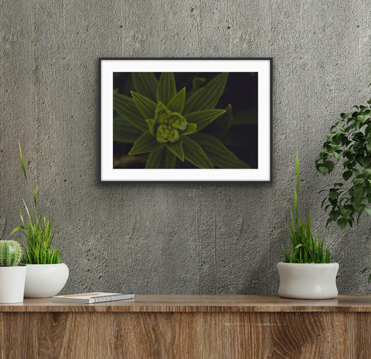 Giclée - Colorado Weed