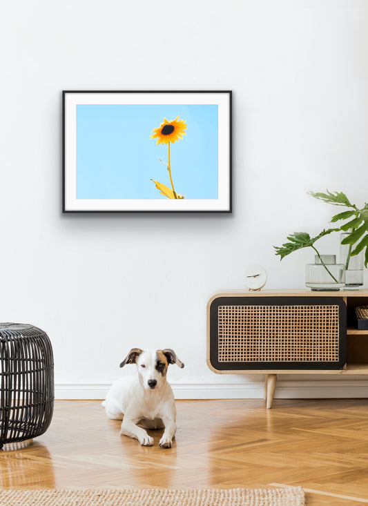 Giclée - SUNflower